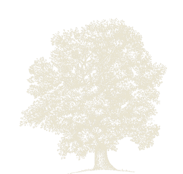 Image of an Ash tree